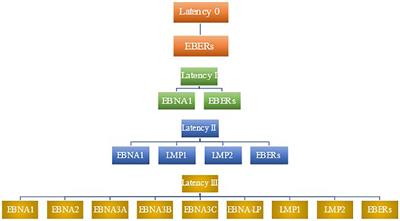 Mechanisms of T cell evasion by Epstein-Barr virus and implications for tumor survival